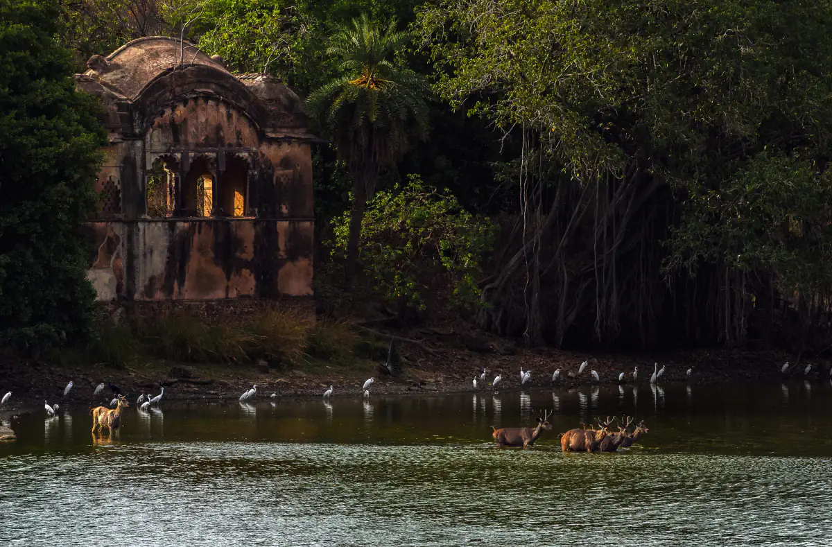 Old hunting lodge ruins at Rajbagh lake with deer and birds, Ranthambore