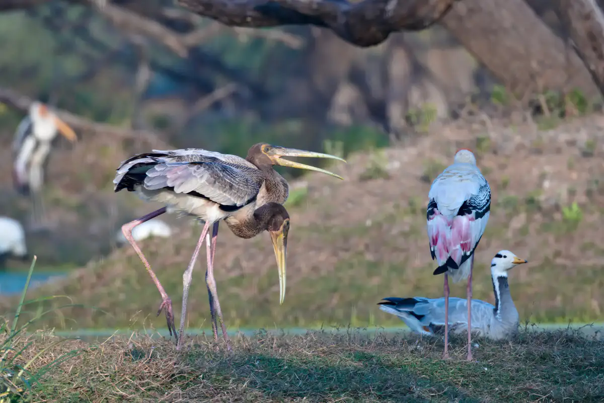 Painted storks and a bar-headed goose at Keoladeo