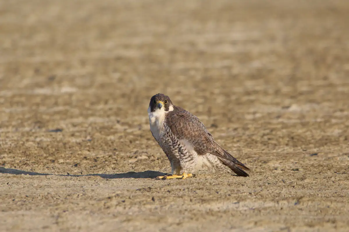 Peregrine falcon on the salt flats of Sambhar Lake