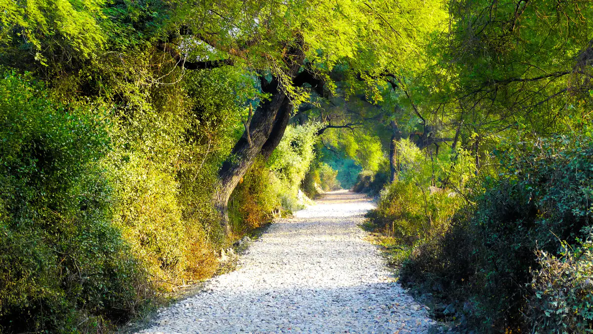 Tree-lined cycling track through Bharatpur bird sanctuary