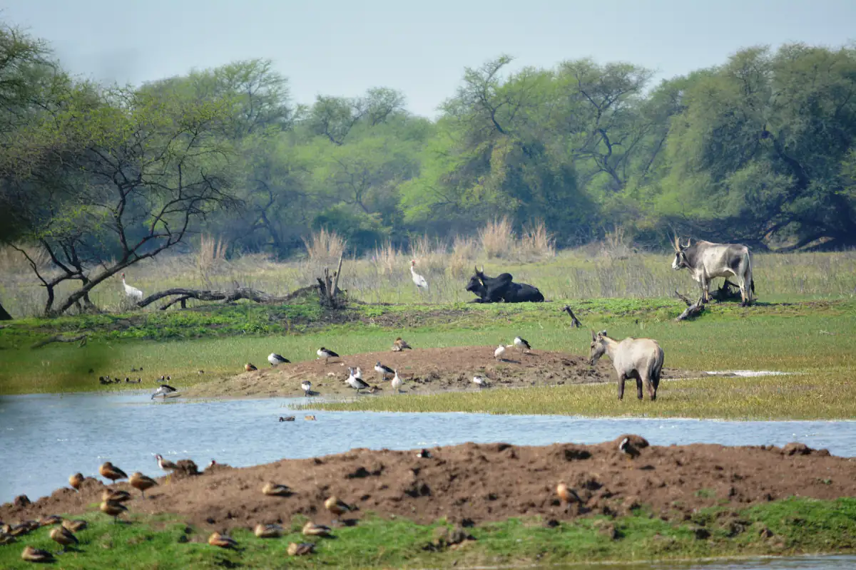 Wetland with waterbirds and nilgai at Bharatpur bird sanctuary
