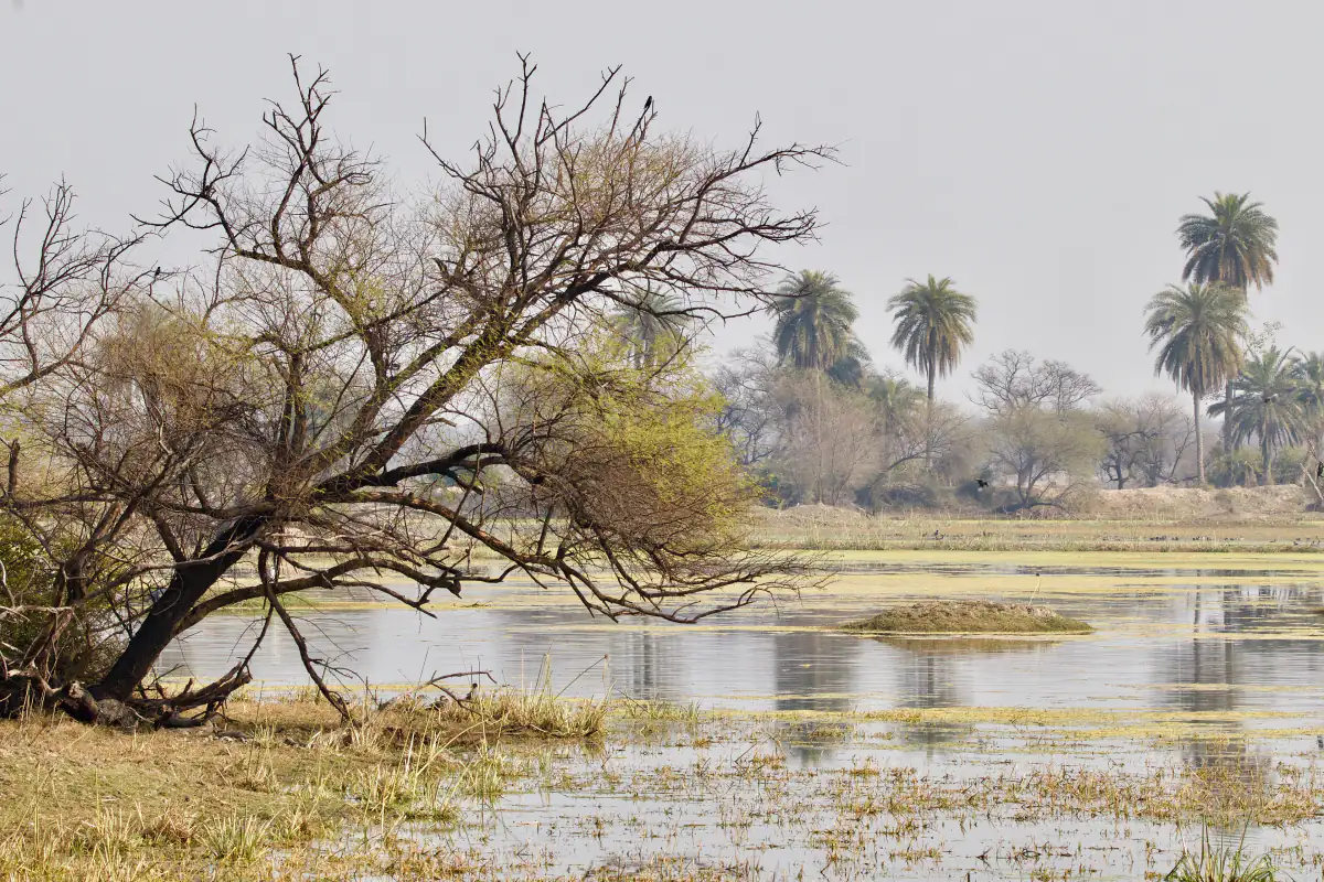 Wetlands of Keoladeo National Park in Bharatpur with trees and palms at the water's edge